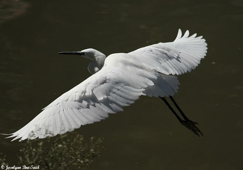 Little Egret