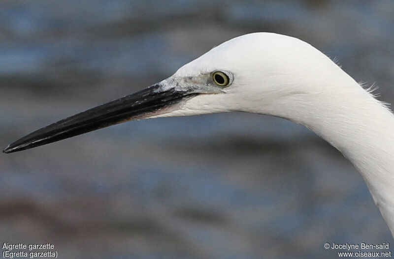 Little Egret