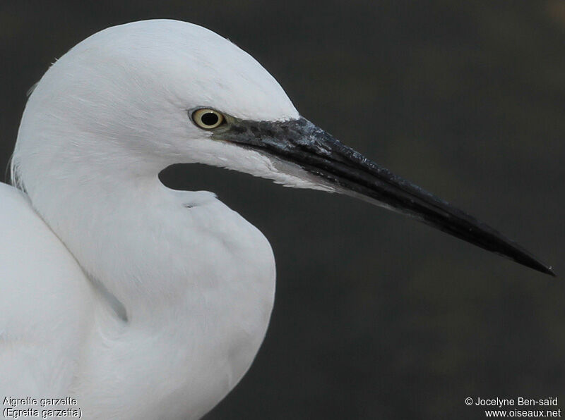 Aigrette garzette