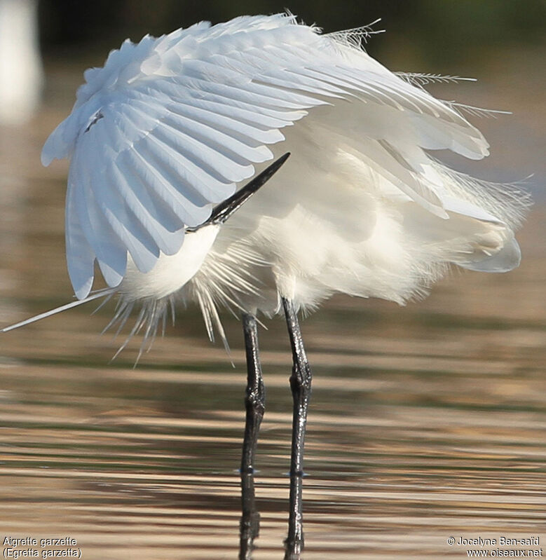 Little Egret