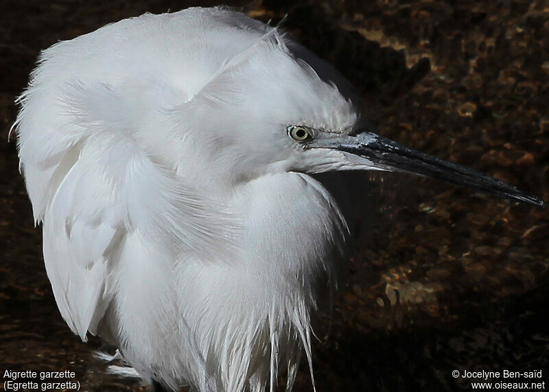 Little Egret