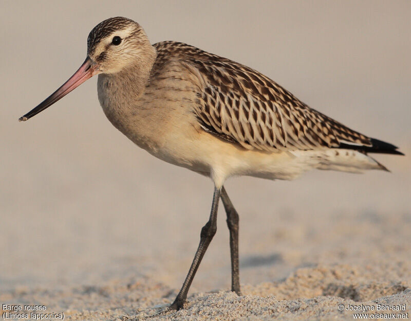 Bar-tailed Godwit