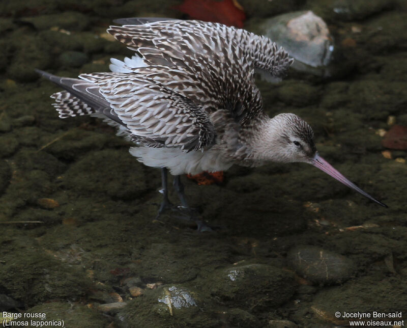 Bar-tailed Godwit