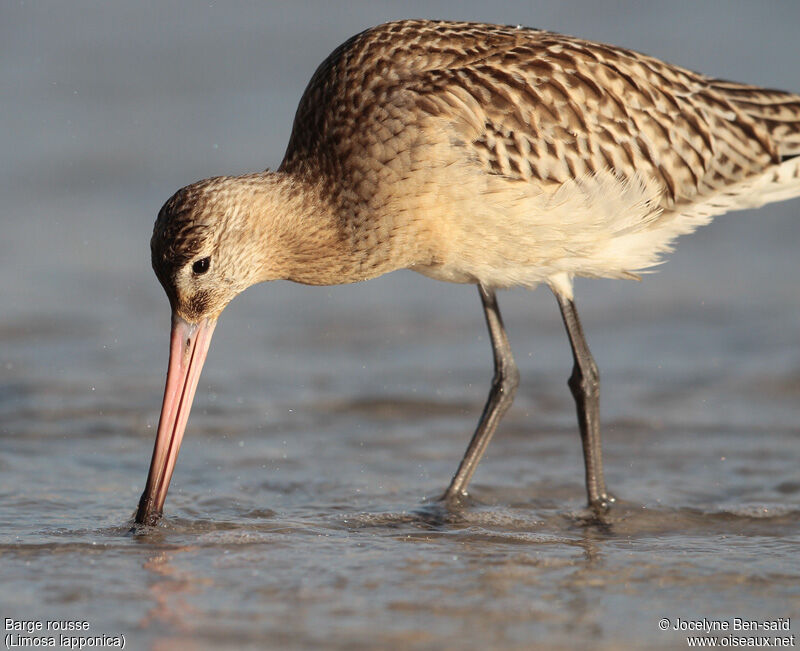 Bar-tailed Godwit