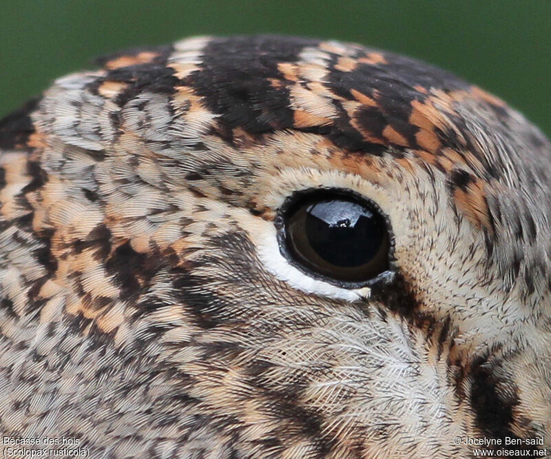 Eurasian Woodcock