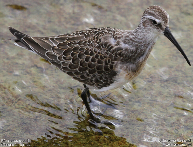 Curlew SandpiperFirst year