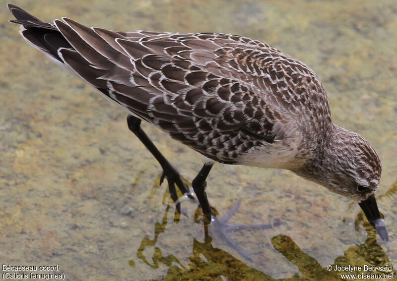 Curlew SandpiperFirst year