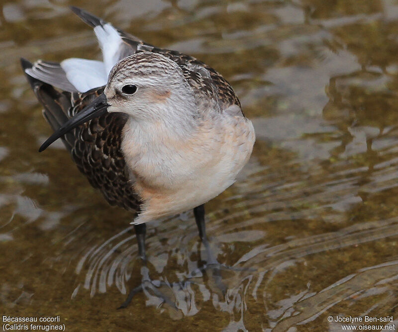 Curlew SandpiperFirst year