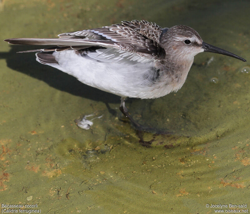 Curlew SandpiperFirst year