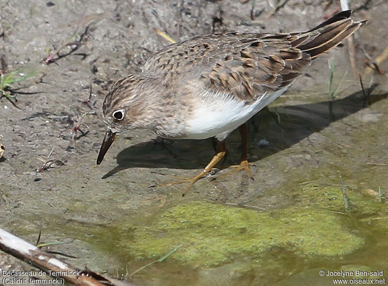 Temminck's Stint