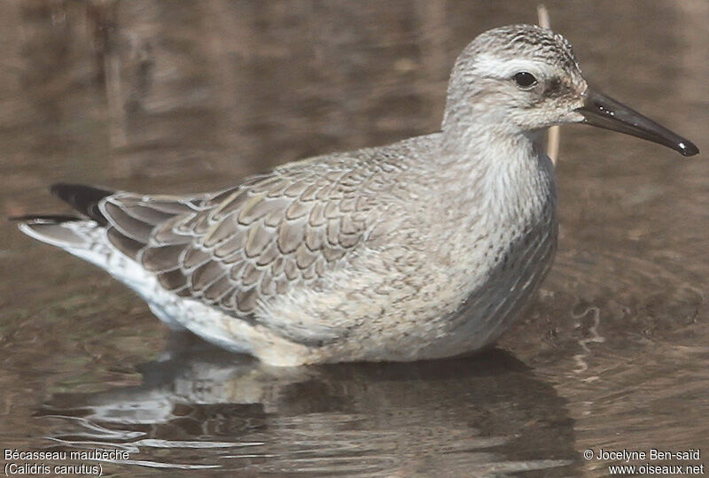 Bécasseau maubèche