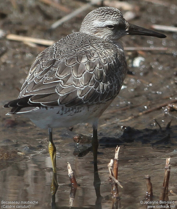 Bécasseau maubèche