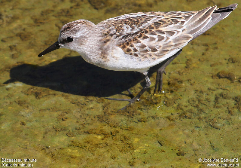 Little Stint