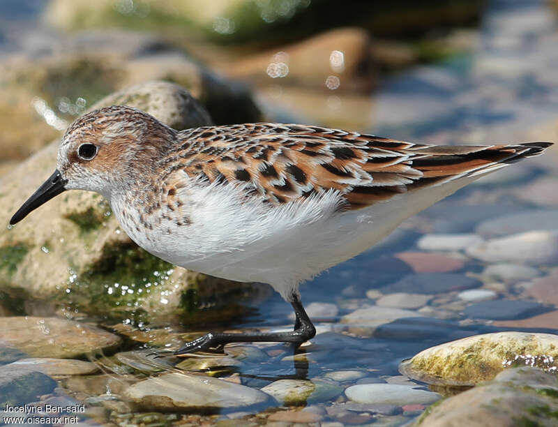 Little Stintadult breeding, close-up portrait