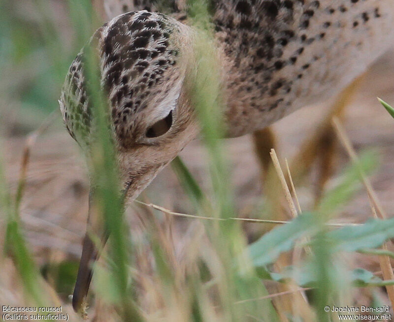 Buff-breasted Sandpiper