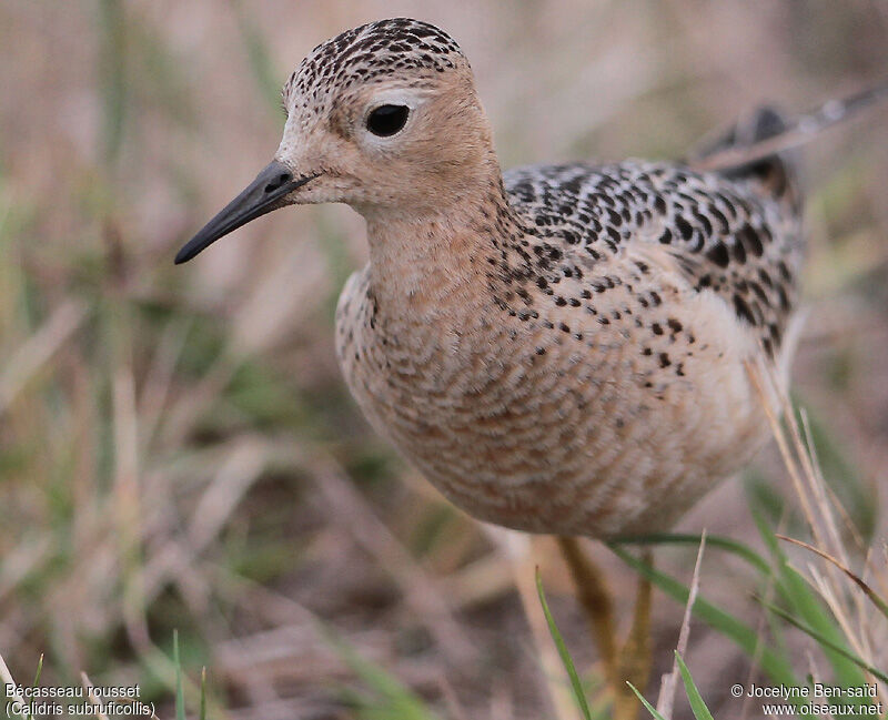 Buff-breasted Sandpiper