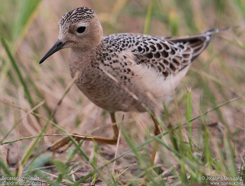 Buff-breasted Sandpiper