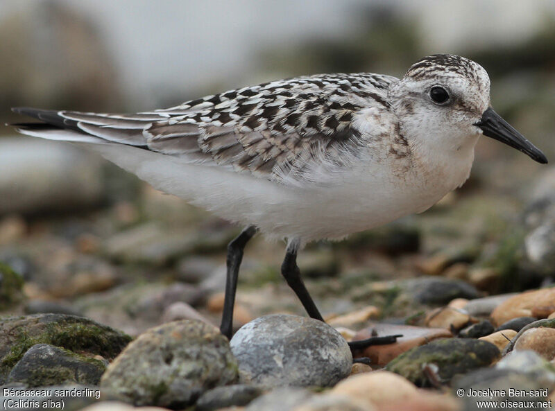 Sanderling