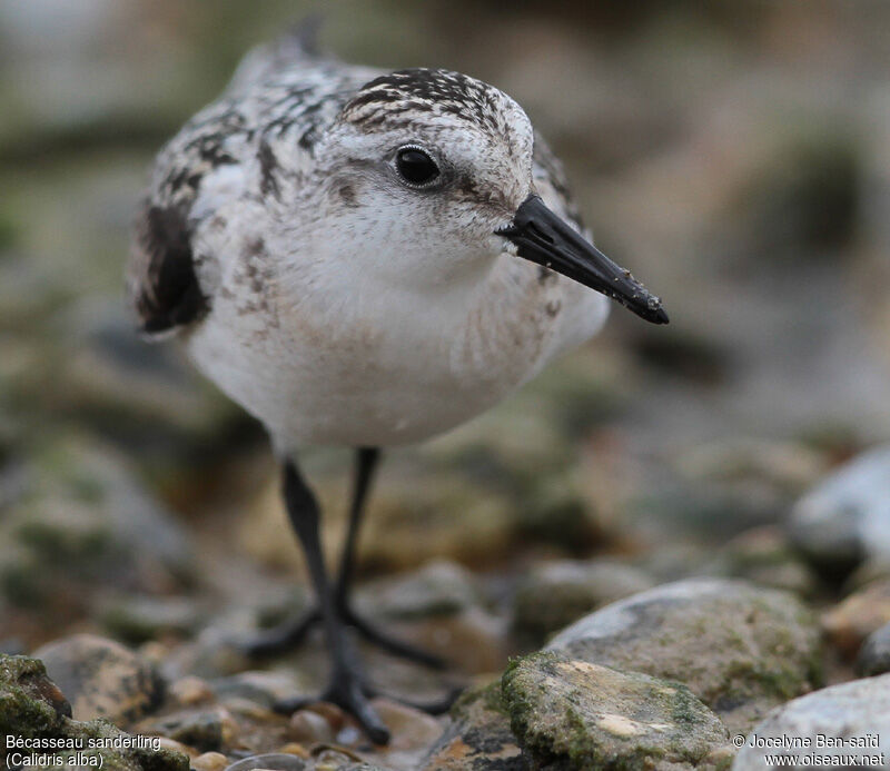 Sanderling