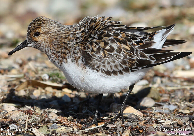 Sanderling