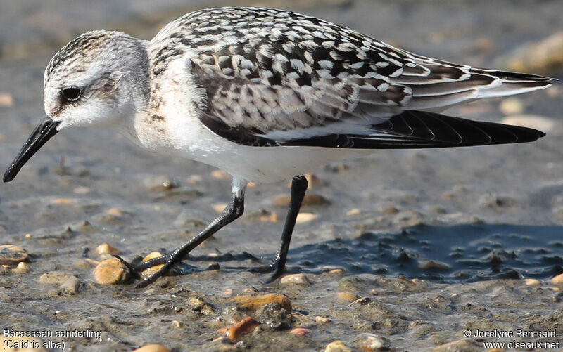 Sanderling