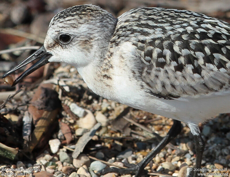 Sanderling