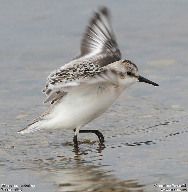 Bécasseau sanderling