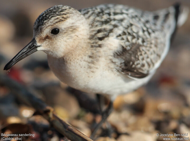 Sanderling