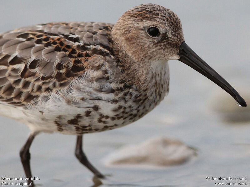 Dunlin