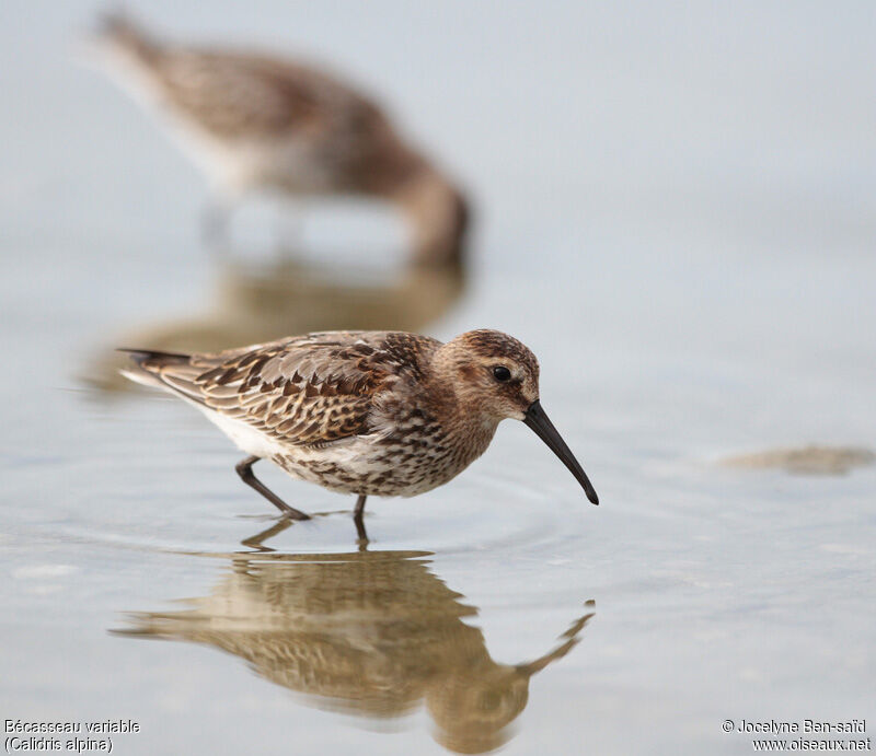 Dunlin