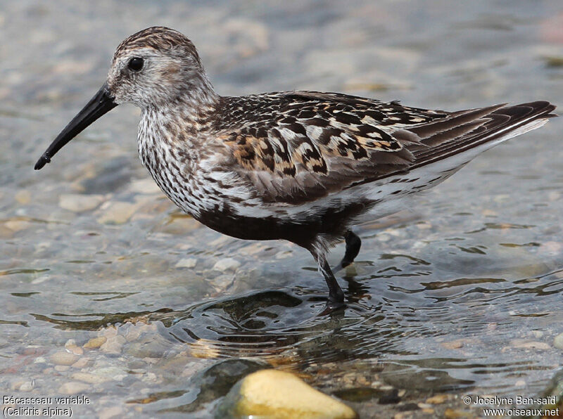 Dunlin