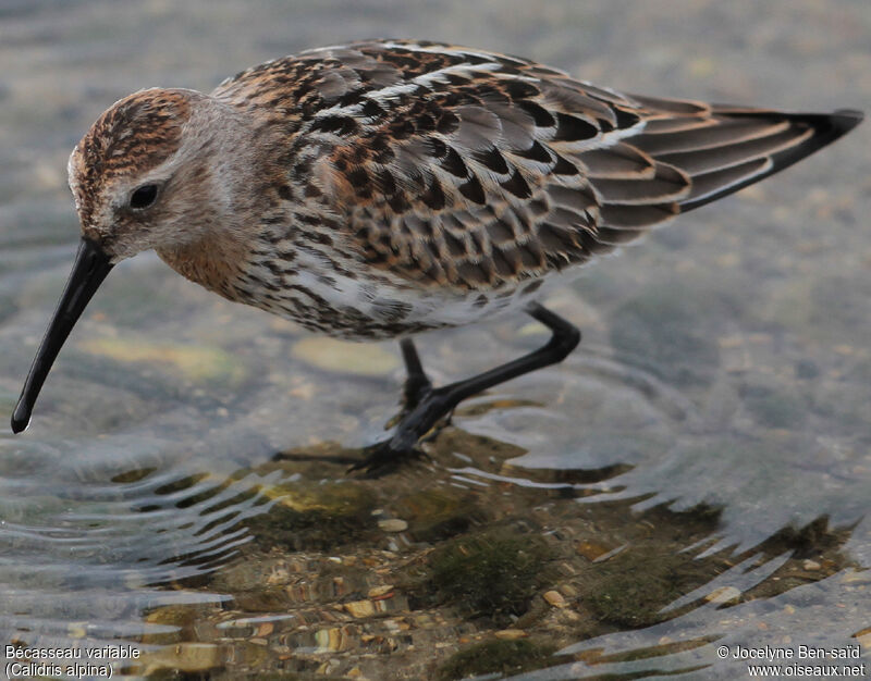 Bécasseau variable