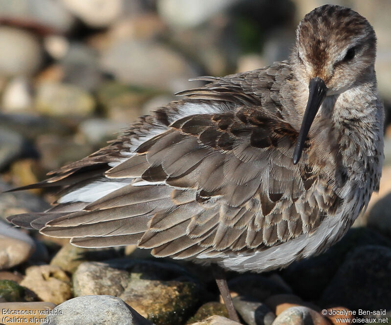 Bécasseau variable