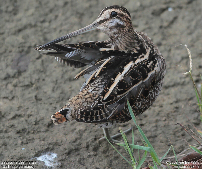 Common Snipe