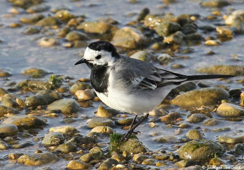 White Wagtail