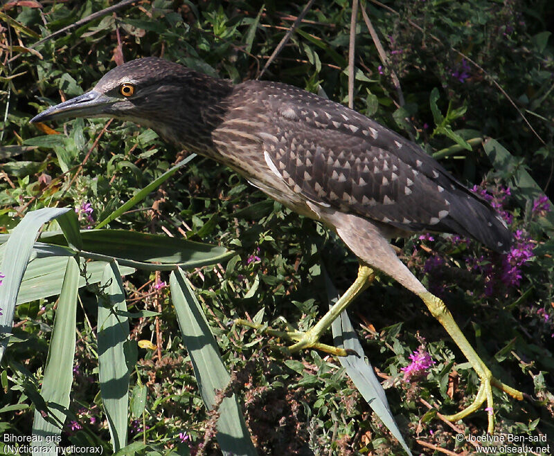 Black-crowned Night HeronFirst year