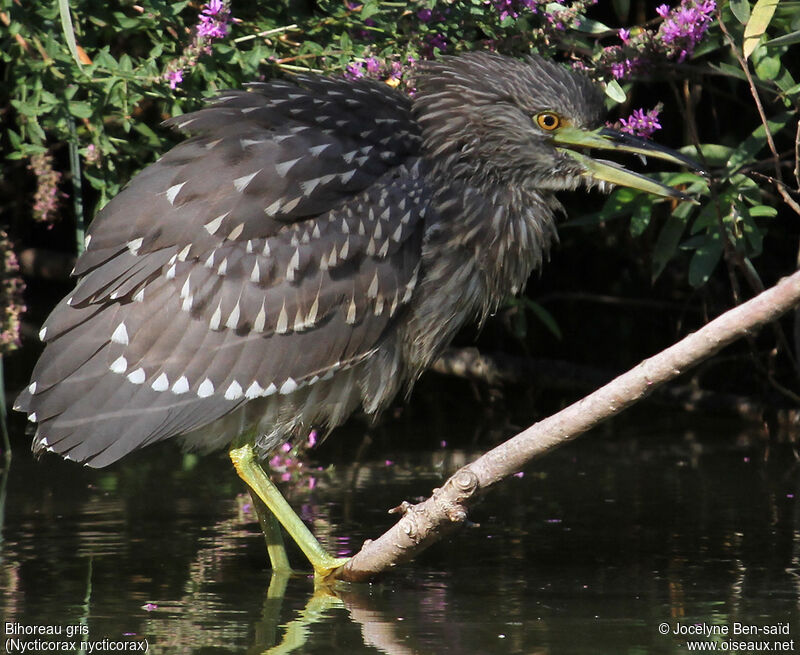 Black-crowned Night HeronFirst year