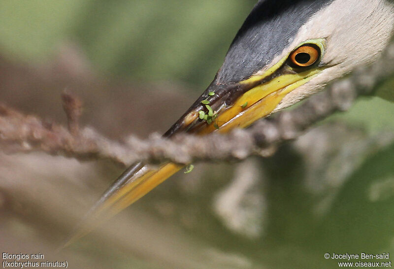 Little Bittern male adult