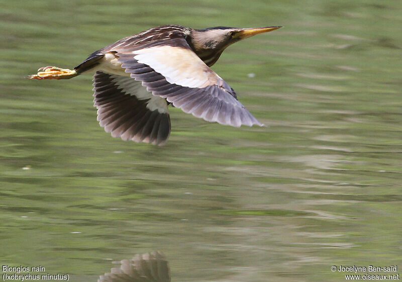 Little Bittern female adult