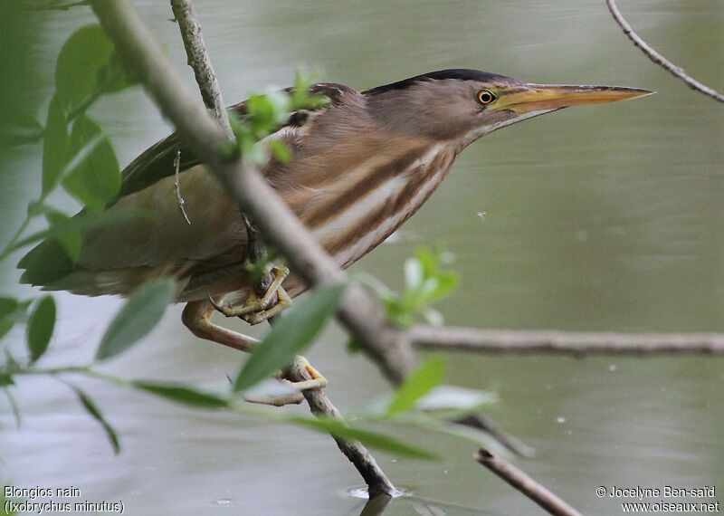 Little Bittern female adult