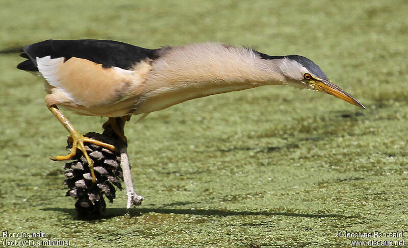 Little Bittern male adult