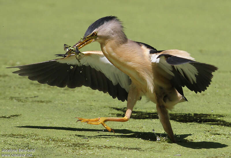 Little Bittern male adult, fishing/hunting