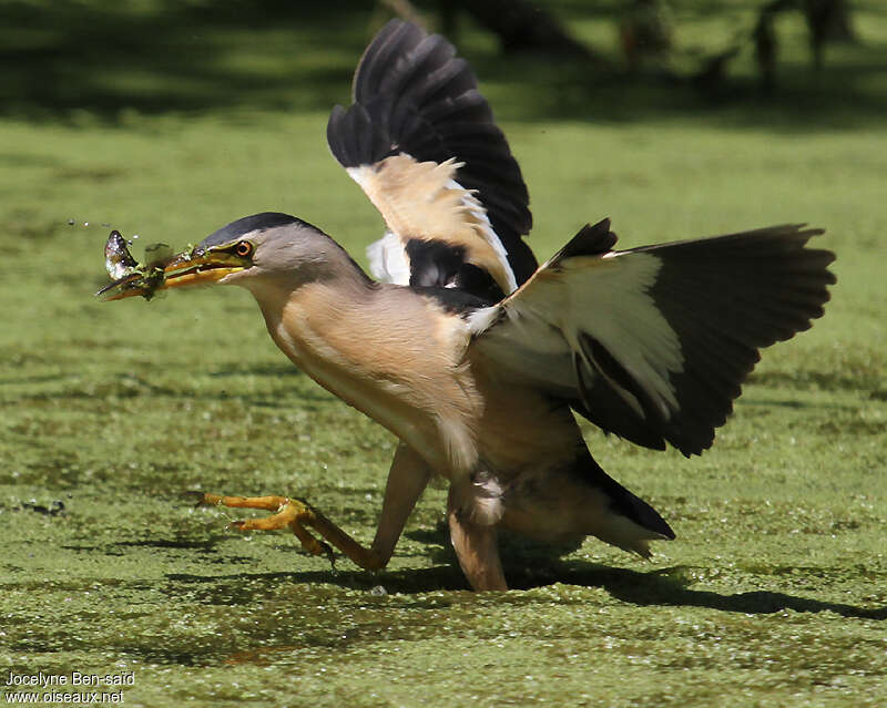 Little Bittern male adult, fishing/hunting