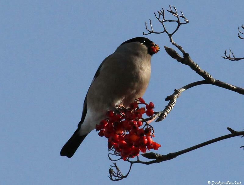 Eurasian Bullfinch female