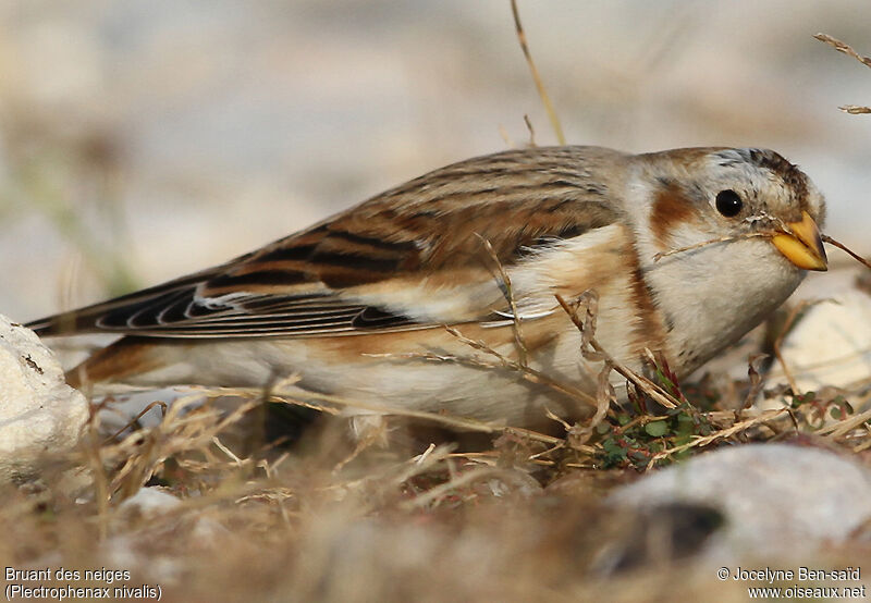 Snow Bunting