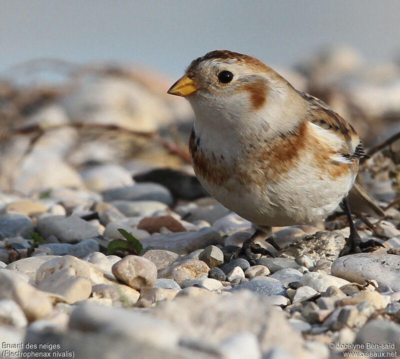 Snow Bunting