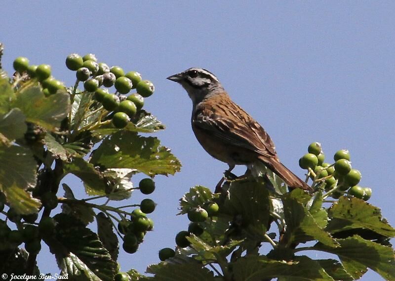 Rock Bunting