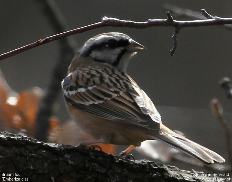 Rock Bunting