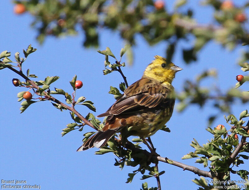 Bruant jaune