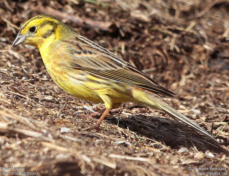 Bruant jaune